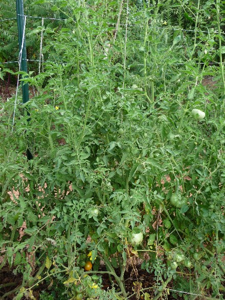 Web 2014-07-07-19 Heirloom Tomato Unscreened Compost 111.jpg